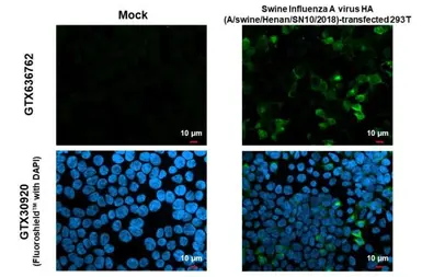 Anti-Swine Influenza A virus G4 EA H1N1 HA (Hemagglutinin) antibody [HL1342] used in Immunocytochemistry/ Immunofluorescence (ICC/IF). GTX636762